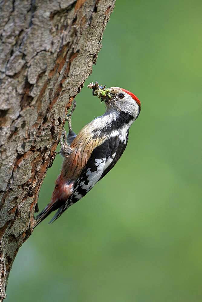 Middle spotted woodpecker (Dendrocopos medius), with food in its beak at the breeding cavity, North Rhine-Westphalia, Germany, Europe