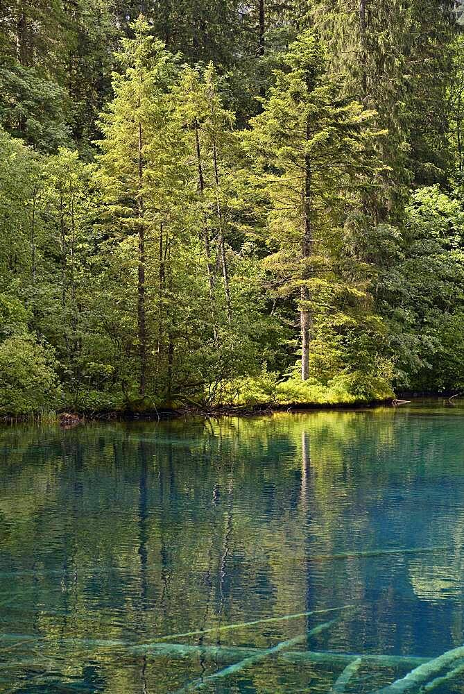 Mountain lake, Christlessee with clear turquoise water, tree trunks at the bottom of the lake, Trettachtal, Allgaeu Alps, Allgaeu, Bavaria, Germany, Europe