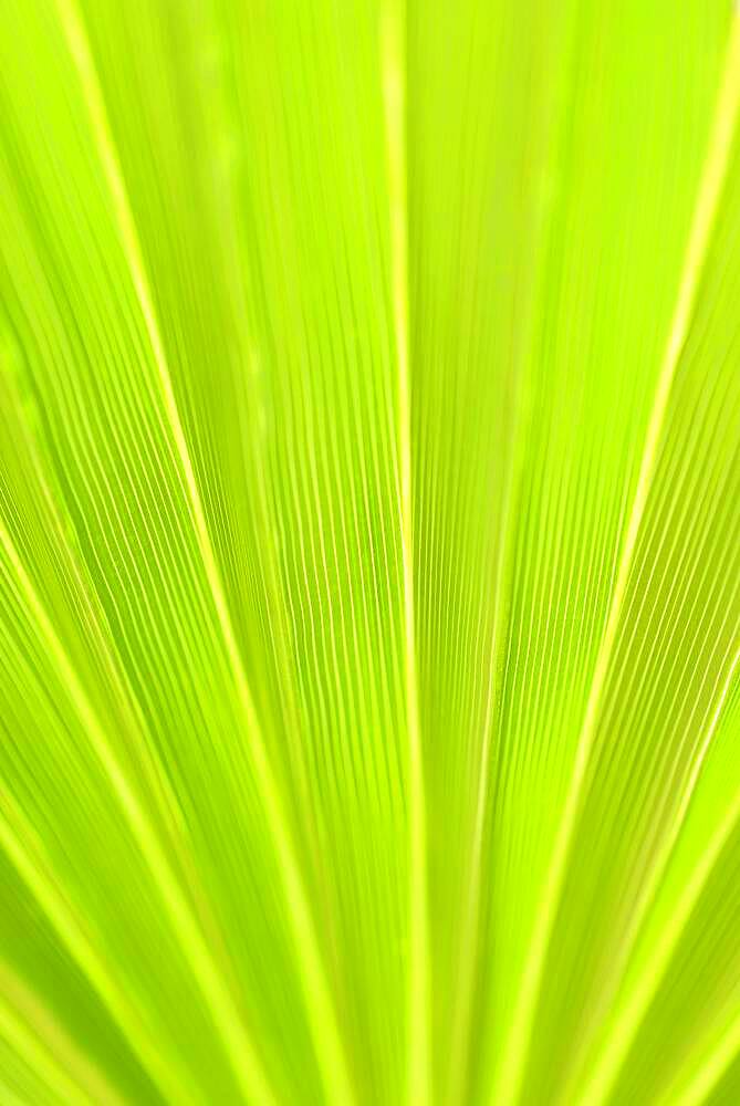 Fan palm Mexican Fan Palm (Washingtonia robusta), palm frond, close-up, North Rhine-Westphalia, Germany, Europe