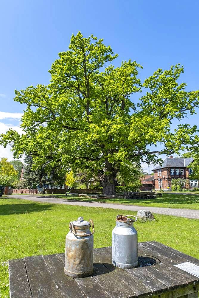 Two milk cans are standing on a table in front of the village oak in the centre of the Rundlingsdorf Kuesten, district of Luechow-Dannenberg, Wendland, Lower Saxony, Germany, Europe