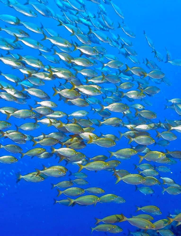 Shoal of fish, salema porgies (Sarpa salpa), Mediterranean Sea