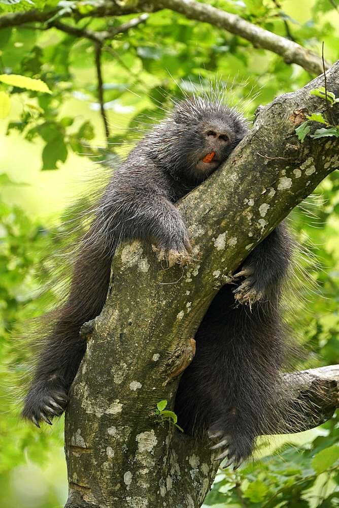 New World porcupine (Urson Erethizon Dorsatum) sleeping on a branch, captive, France, Europe