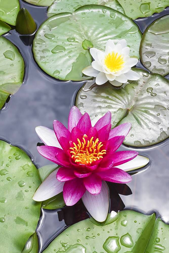 Pink Water lily (Nymphaea), Baden-Wuerttemberg, Germany, Europe