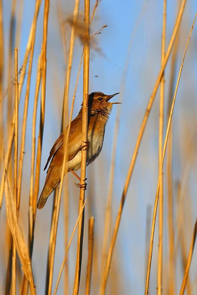 Savi's Warbler (Locustella luscinioides) on a reed, Peenetal River Landscape nature park Park, Mecklenburg-Western Pomerania, Germany, Europe