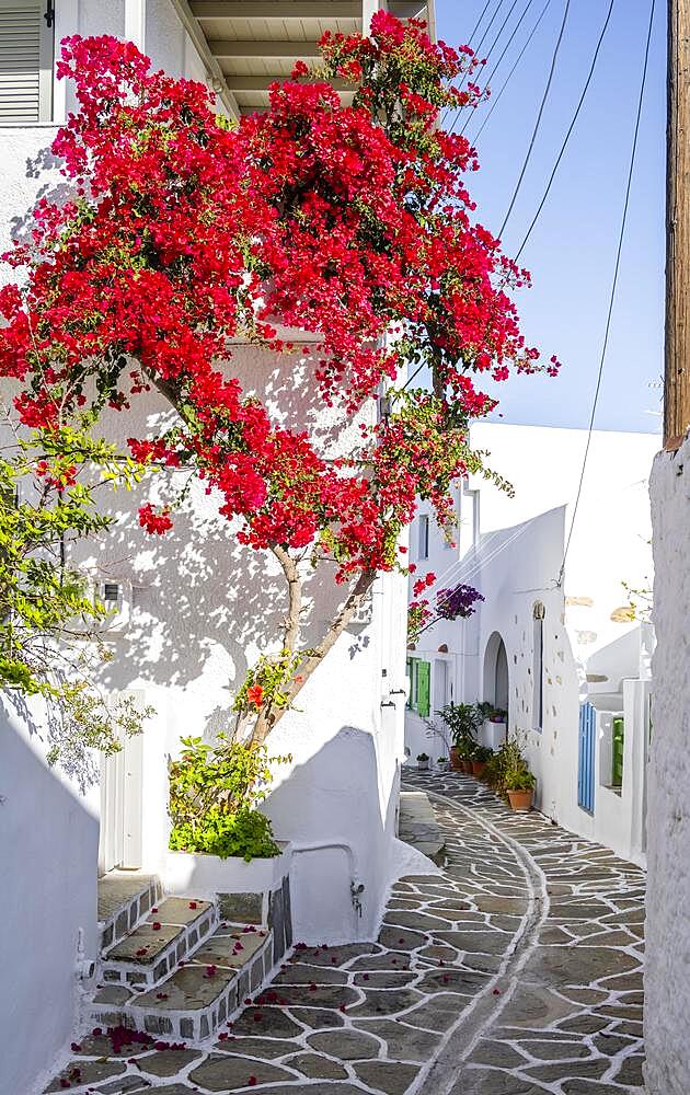 White-blue houses with flowering bougainvillea (bougainvillea), old town of Lefkes, Paros, Cyclades, Greece, Europe