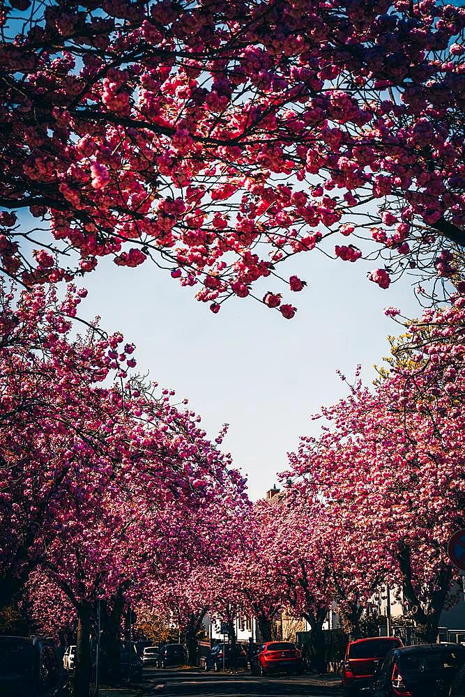 Kirschbaum Allee, Cherry Blossom, Heart, Frankfurt, Germany, Europe