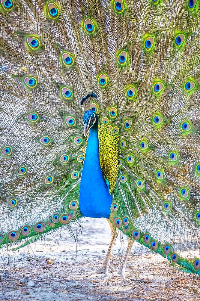 Indian peafowl (Pavo cristatus) beats wheel, Blue peacock Plaka Forest, Kos, Dodecanese, Greece, Europe