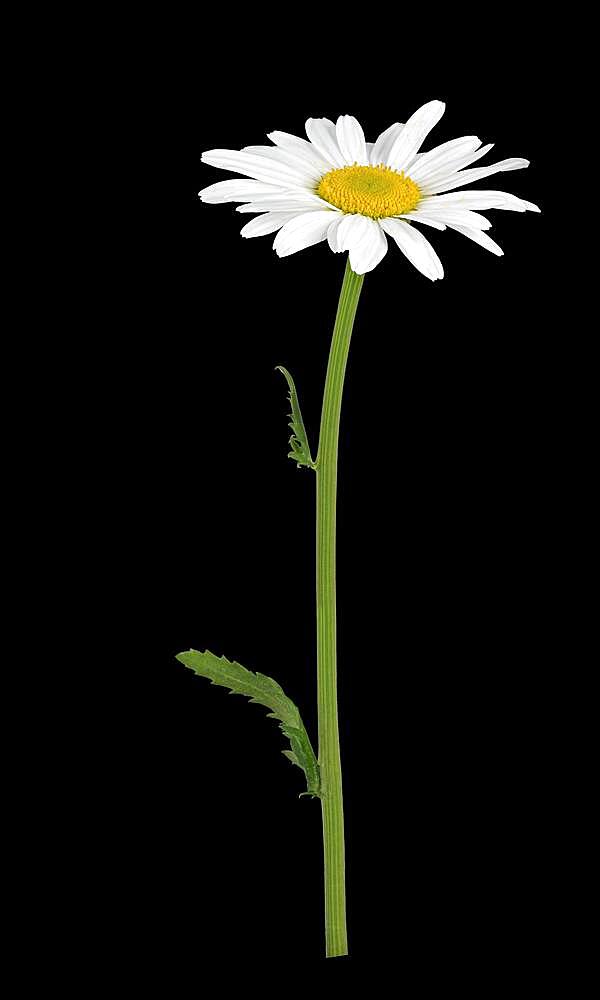 Dog daisy (Leucanthemum vulgare), stem with flower, Germany, Europe