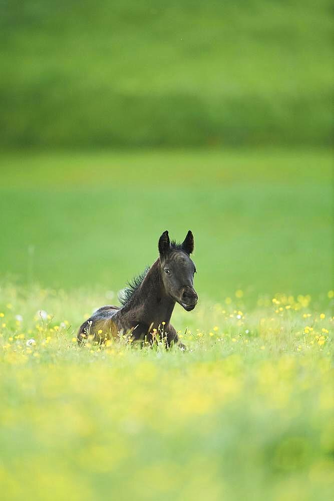 American Quarter Horse foal on a meadow, Bavaria, Germany, Europe