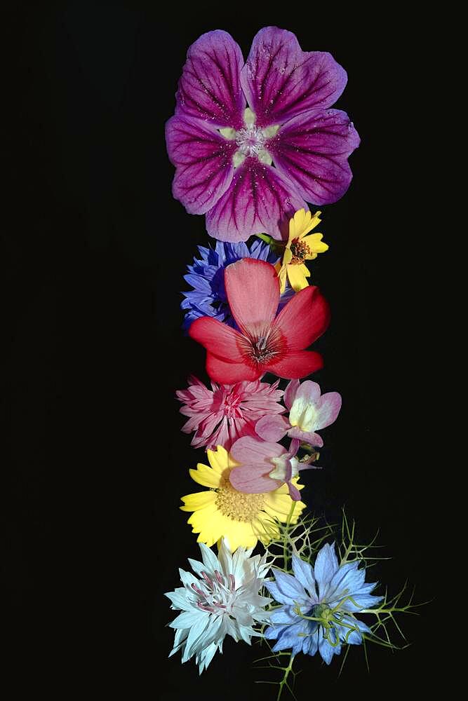 Various colourful flowers of meadow flowers lie on top of each other, Cornflower (Cyanus segetum), maiden in the green (Nigelaa amascena cv.), Petunia x atkinsiana (Petunia x Hybrida) (snapdragon (Antirrhinum), studio shot against a black background