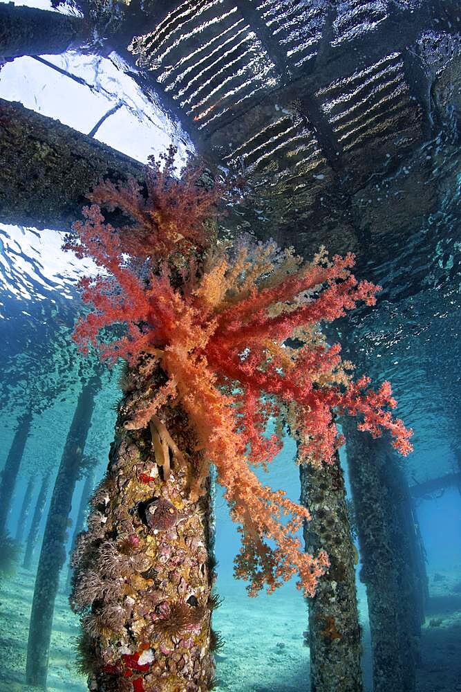 Large Klunzinger's Soft Coral (Dendronephthya klunzingeri) on column under jetty, Red Sea, Aqaba, Kingdom of Jordan