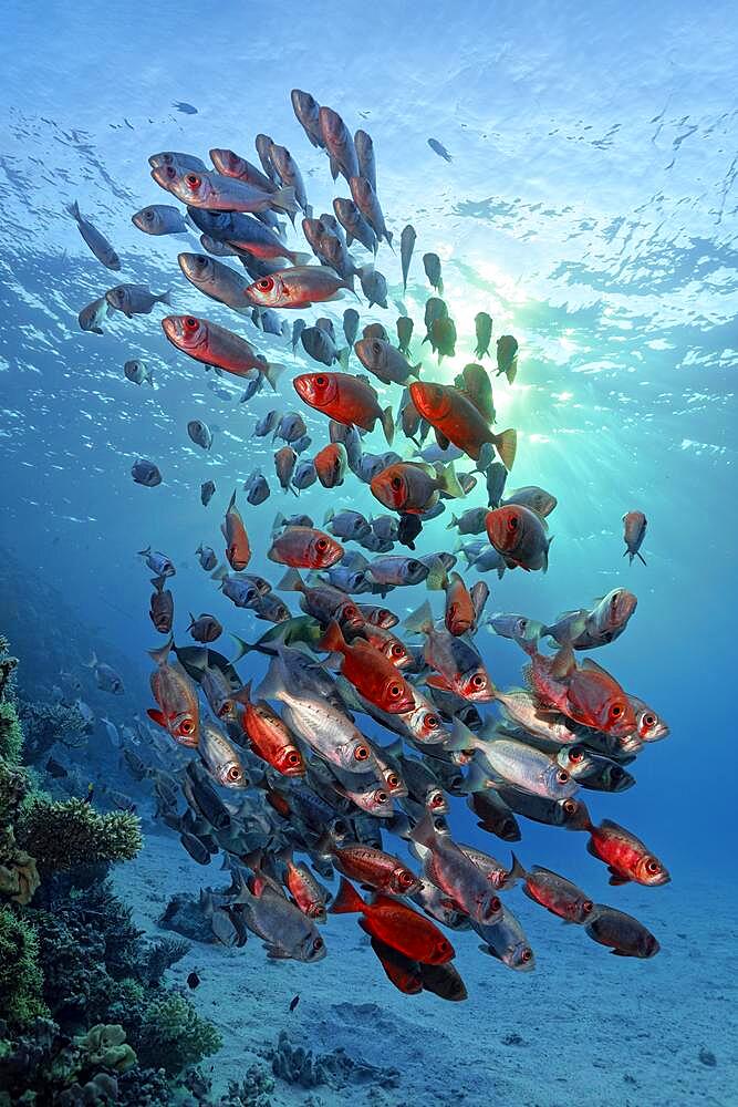 Shoal of Common Bigeye (Priacanthus hamrur) Bass swimming backlit over coral reef, Red Sea, Aqaba, Kingdom of Jordan