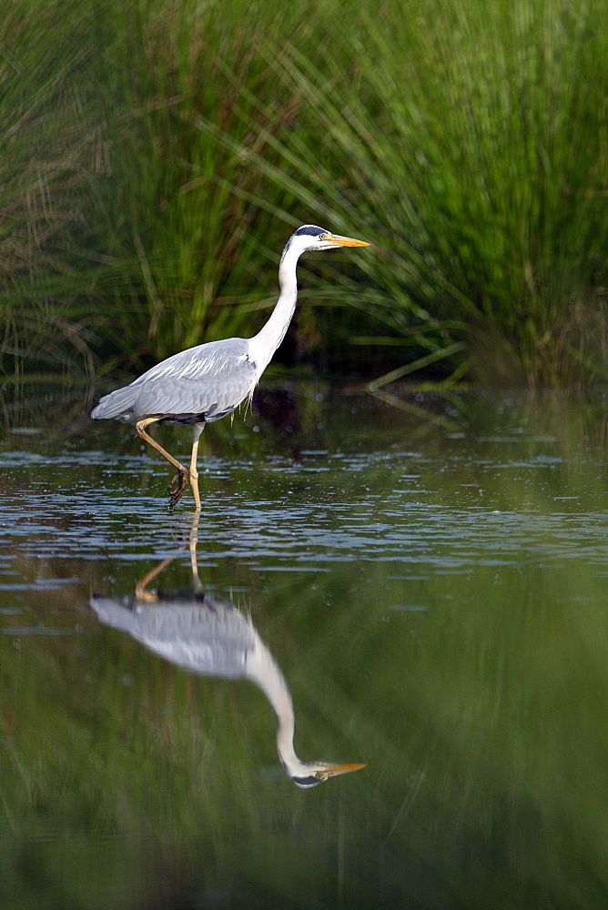 Grey heron (Ardea cinerea), reflection in the water, Krickenbecker Seen, Nettetal, North Rhine-Westphalia, Germany, Europe