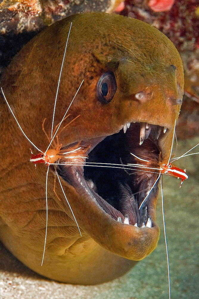 Close-up, head of a giant moray (Gymnothorax javanicus) opens mouth for two white-banded cleaner shrimps (Lysmata amboinensis), Pacific Ocean, Palau, Oceania