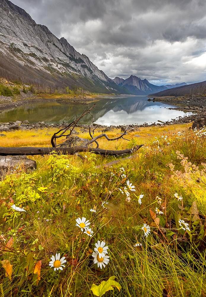 Mountains reflected in a lake, Medicine Lake, autumnal yellow meadow on the shore, Maligne Valley, Jasper National Park, Alberta, Canada, North America