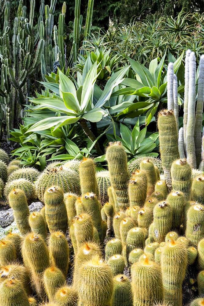 Cacti collection in the town garden of Ueberlingen on Lake Constance, Baden-Wuerttemberg, Germany, Europe