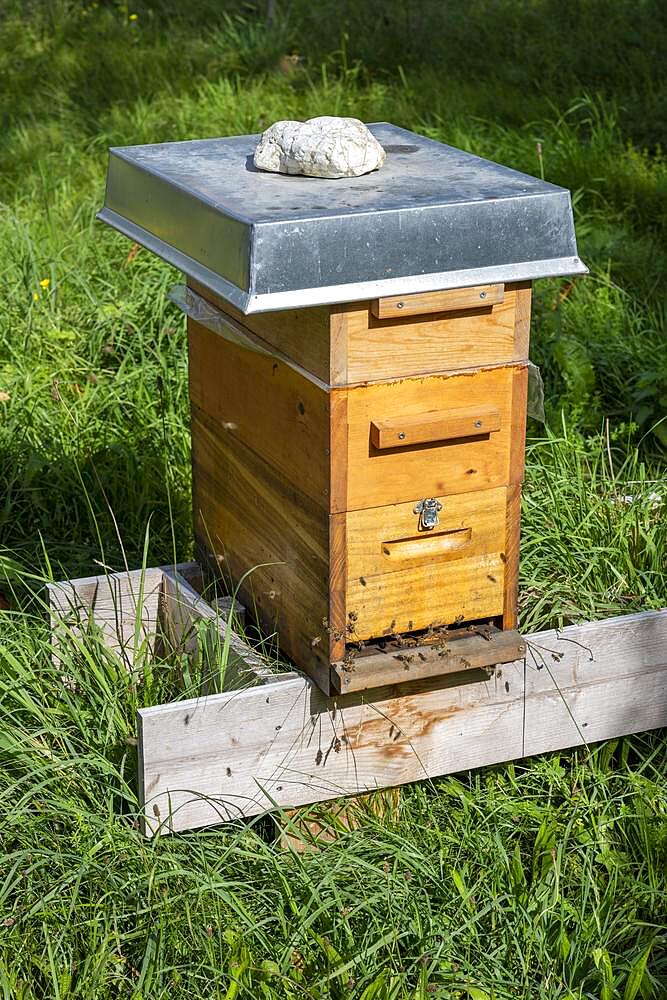 Beehive, artificial nesting box for honey bees, Baden-Wuerttemberg, Germany, Europe