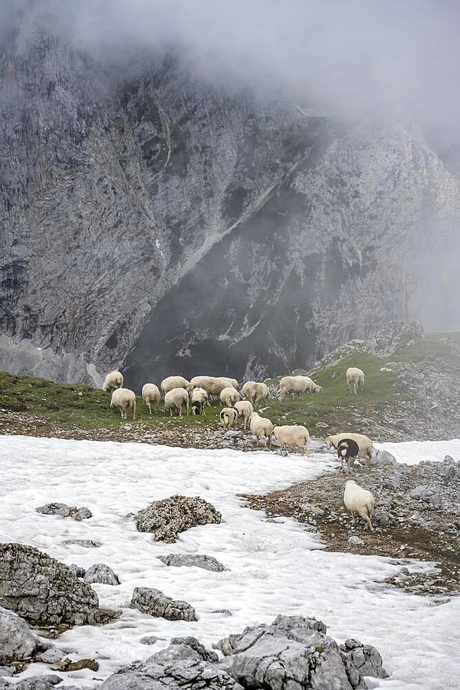 Sheep on a snow field, Wetterstein Mountains, Garmisch-Partenkirchen, Bavaria, Germany, Europe