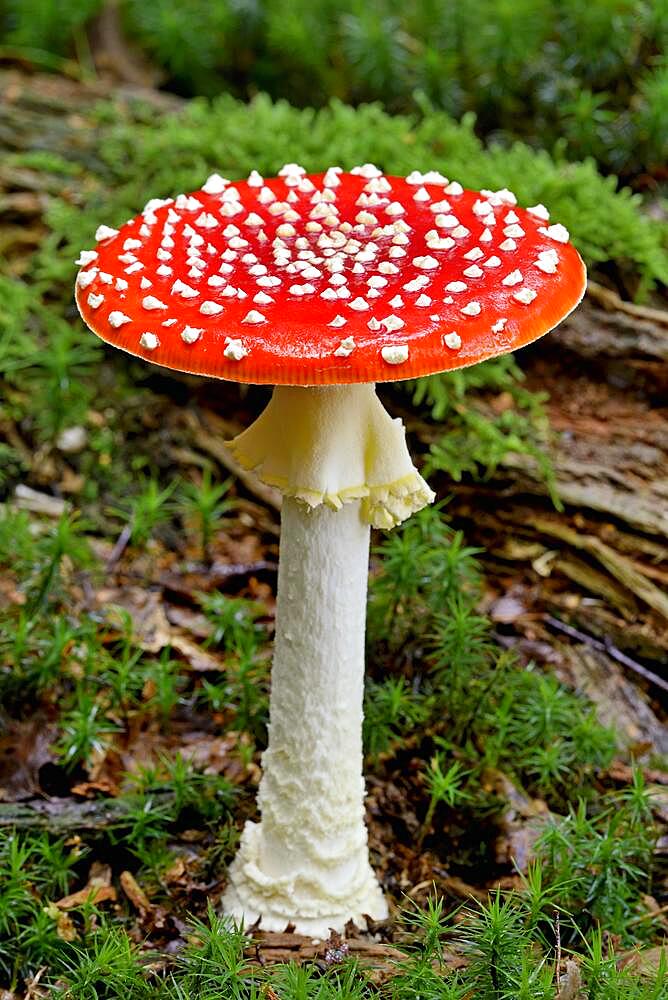 Fly agaric (Amanita muscaria), fruiting body, North Rhine-Westphalia, Germany, Europe