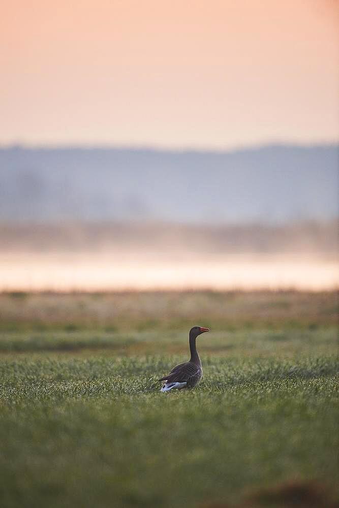 Greylag goose (Anser anser) on a meadow, Frankonia, Bavaria, Germany, Europe