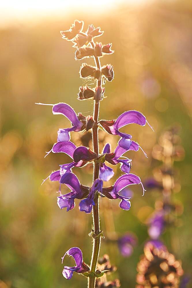 Meadow clary (Salvia pratensis) blooming in a meadow, Bavaria, Nationalpark Bavarian forest, Germany, Europe