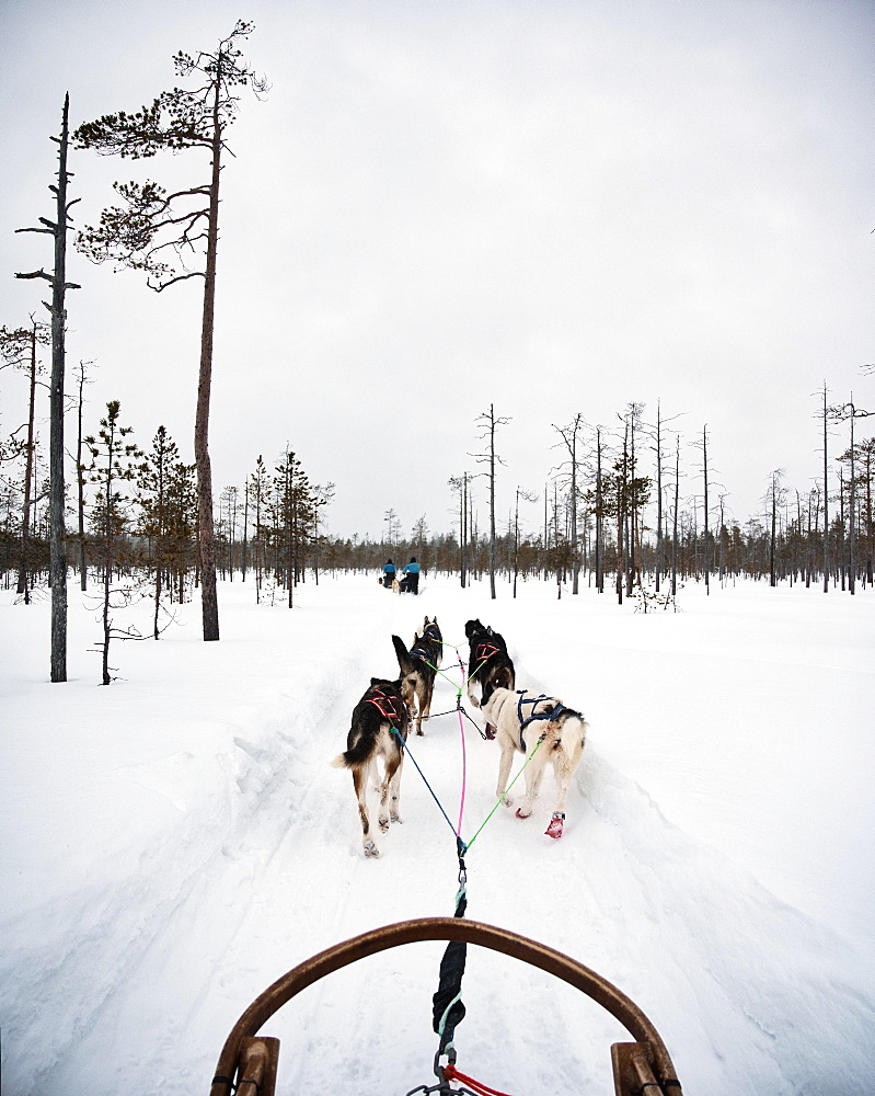 Dog sled, husky with snow, Rovaniemi, Finland, Europe