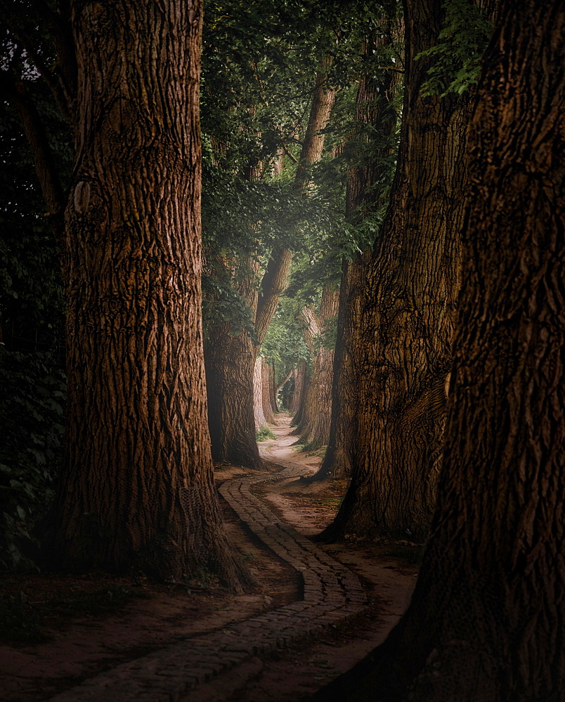 Narrow path with cobblestones and beech trees in the fog in Regensburg, Bavaria, Germany, Europe