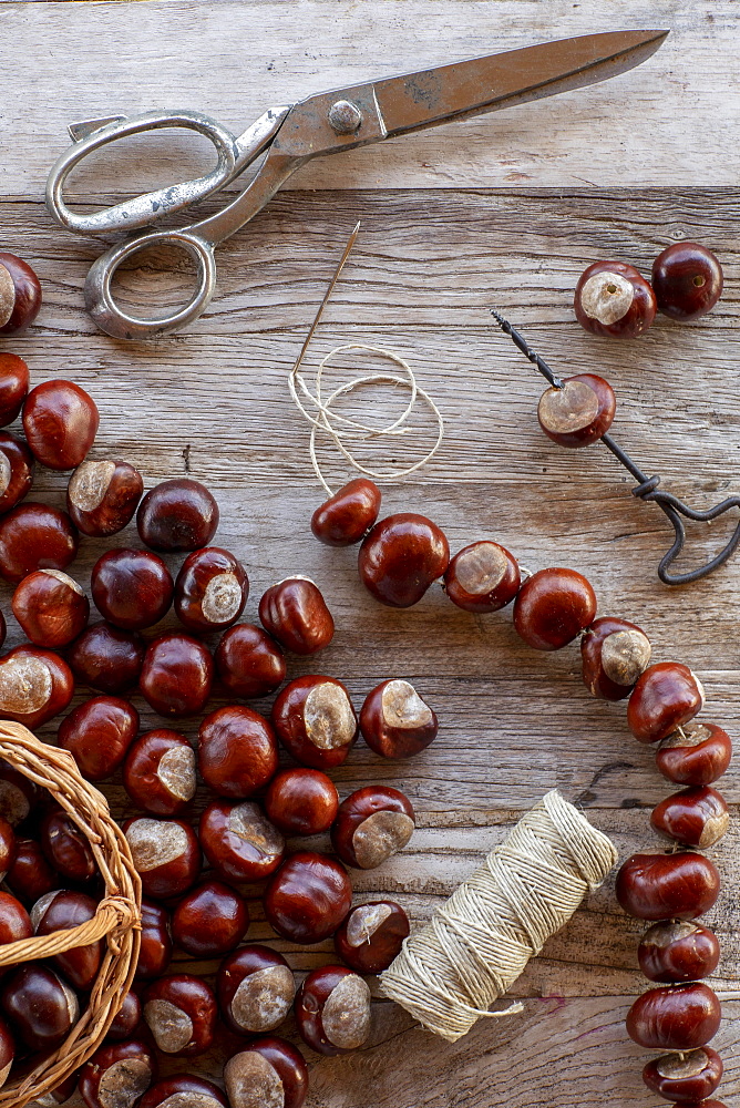 Chestnut string with seeds of the common sweet buckeye (Aesculus flava) next to basket with collected chestnuts on craft table with scissors, drill and hemp string