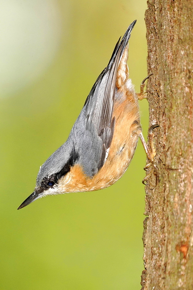 Eurasian nuthatch (Sitta europaea) on a tree trunk, wildlife, Germany, Europe