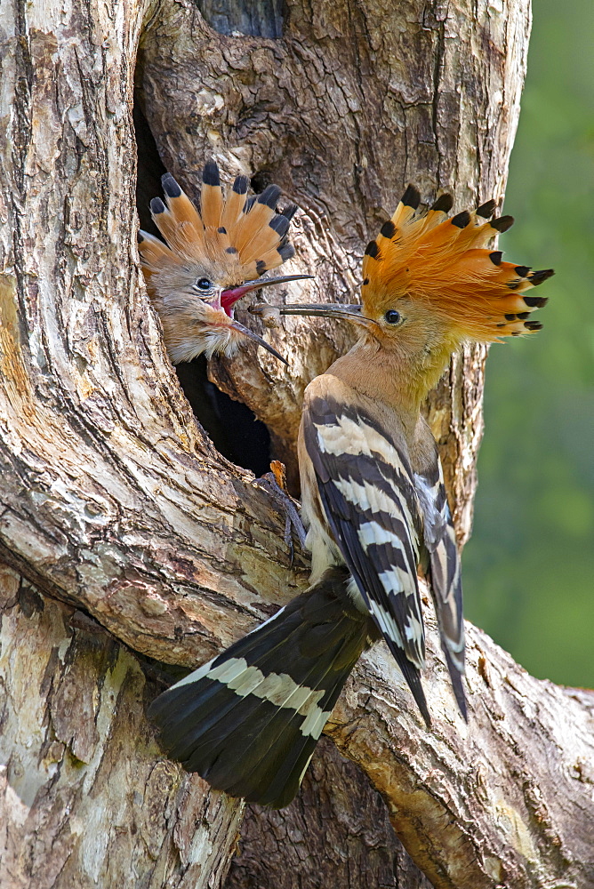 Hoopoe (Upupa epops), adult feeding nestling at the entrance of the nest cavity with the larva of a snake, St. Margarethen, Tyrol, Austria, Europe