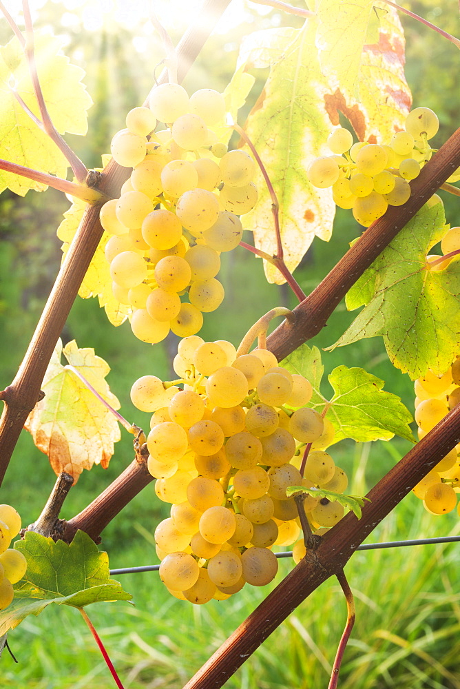 Grapes, Riesling variety, Baden-Wuerttemberg, Germany, Europe