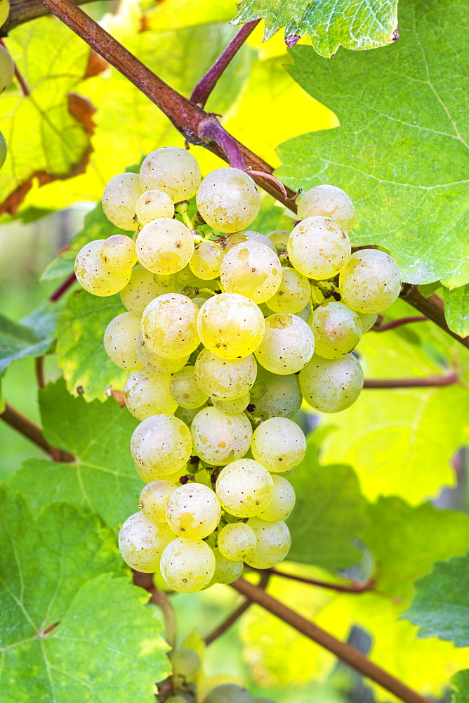 Grapes, variety Pinot Blanc, Baden-Wuerttemberg, Germany, Europe