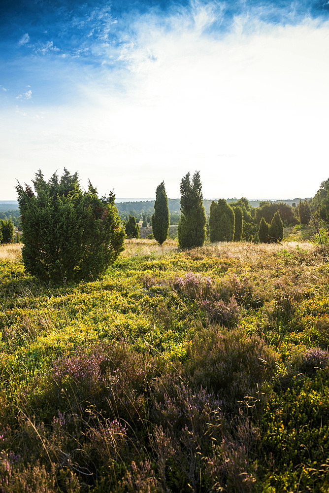 Flowering heath and juniper, sunrise, Wilseder Berg, Wilsede, Lueneburg Heath nature Park, Lower Saxony, Germany, Europe