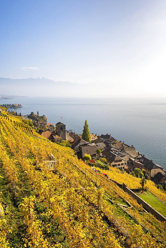 Vineyards in autumn, view of Lake Geneva and the winegrowing village of Saint-Saphorin, UNESCO World Heritage Site Lavaux, Vaud, Switzerland, Europe