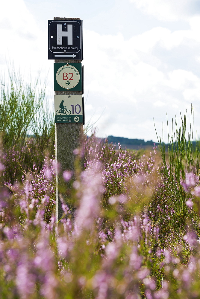 Blooming heath and hiking trail sign, Heidschnuckenweg, near Niederhaverbeck, Lueneburg Heath nature Park, Lower Saxony, Germany, Europe