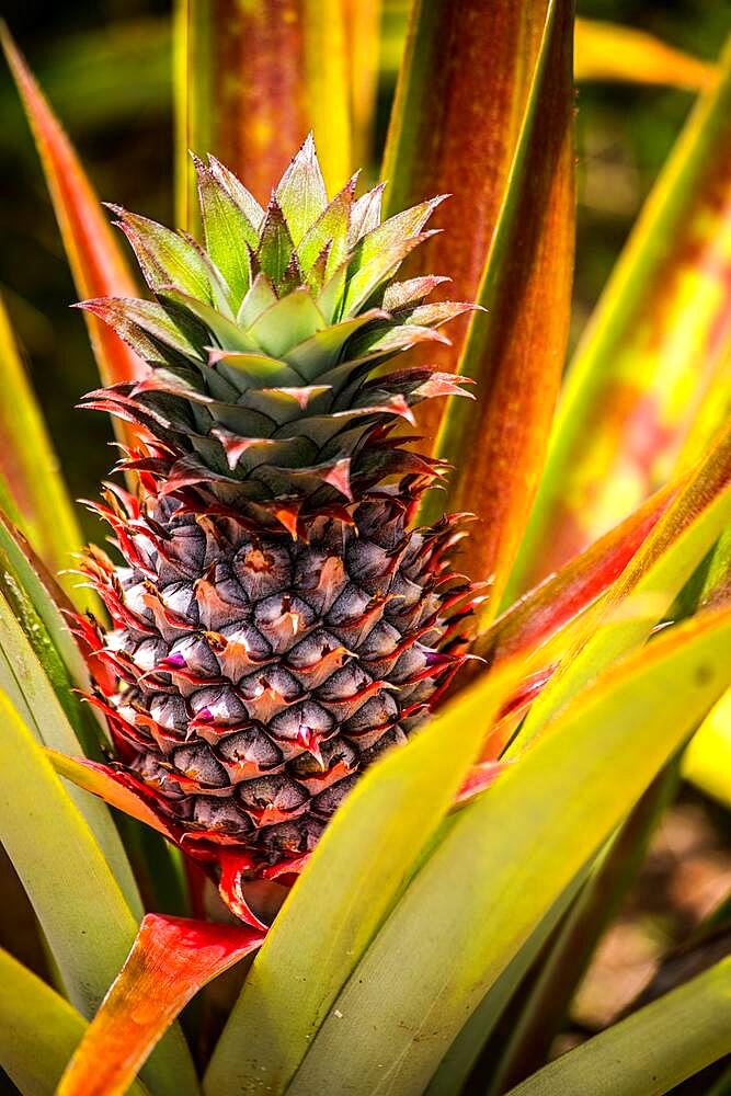 Ananas (Ananas sativus) Jungle, Jardin du Roi, Seychelles, Victoria, Mahe, Seychelles, Africa