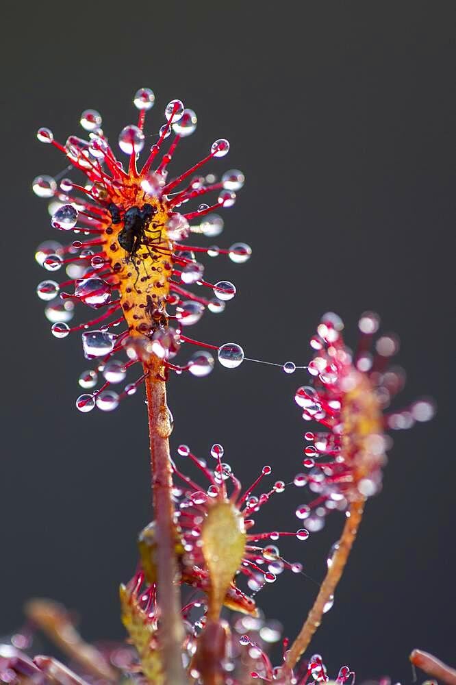 Oblong-leaved sundew (Drosera intermedia), moor, oldenstedt, Lower Saxony, Germany, Europe