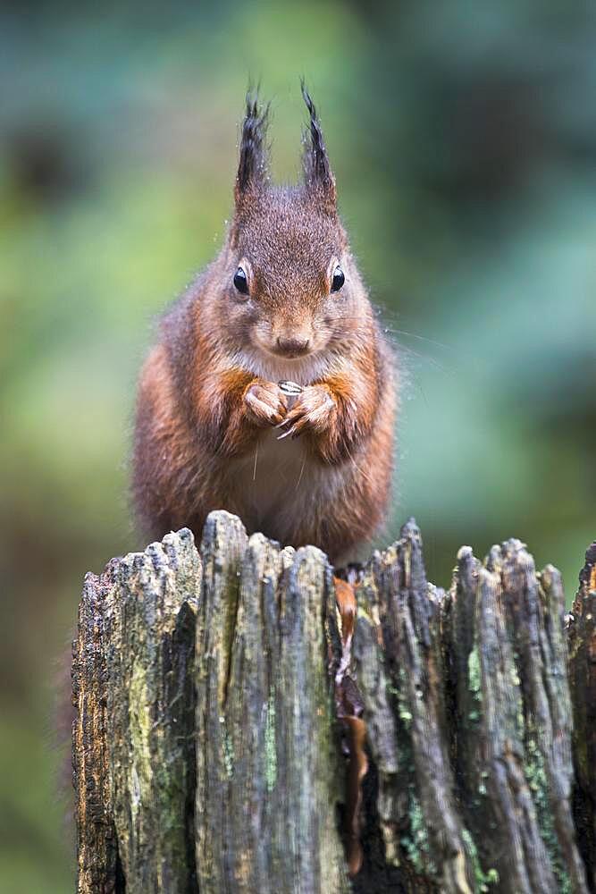 Eurasian red squirrel (Sciurus vulgaris), Emsland, Lower Saxony, Germany, Europe