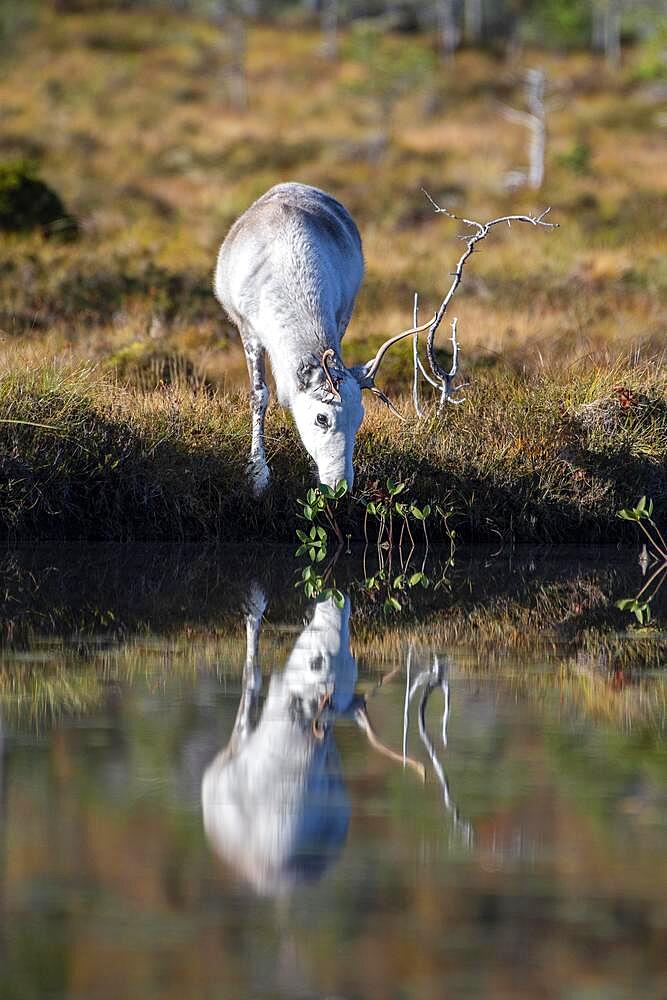 Reindeer (Rangifer tarandus) reflected in pond, feeding, Efjord, Tysfjord, Ofoten, Nordland, Norway, Europe