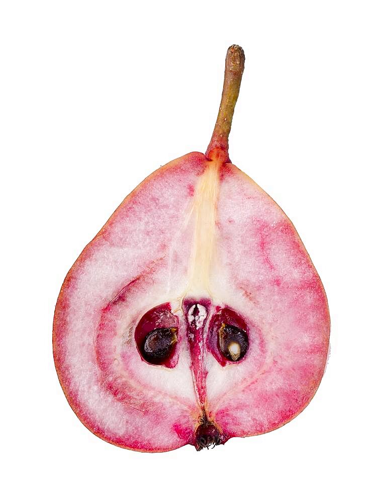Pear variety Westphalian Blood Pear, halved, cutout