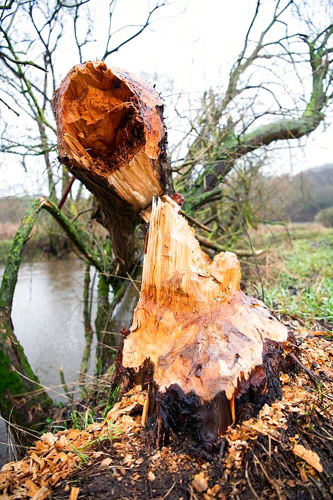 Tree stump of beaver felled tree with beaver damage or gnawing marks at the watercourse edge, Fulda, Hesse, Germany, Europe