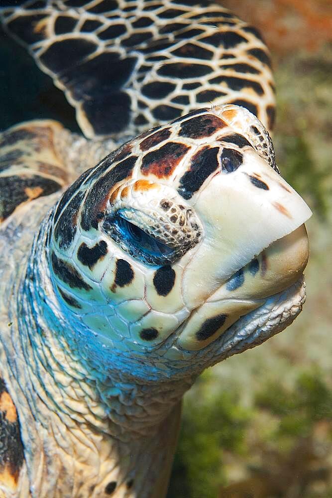 Extreme close-up of head sharp beak of hawksbill sea turtle (Eretmochelys imbricata), Caribbean, Bahamas, Central America