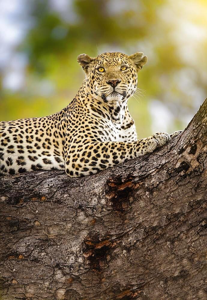 A cheetah in the branches of a tree, Cheetah in the tree in Serengeti, Tanzania, Africa
