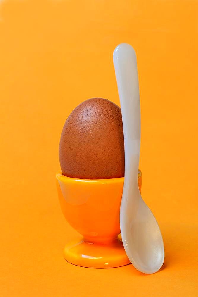 Egg, chicken egg in egg cup with spoon