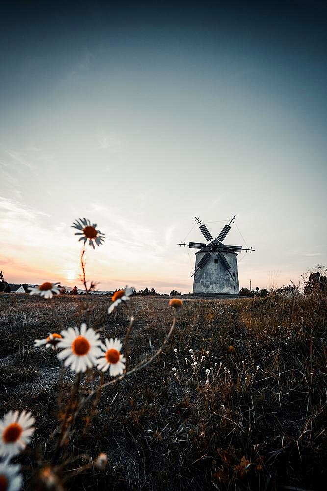 The Old Windmill of Tes at sunset with marguerites (Leucanthemum) in the foreground. Stone and wooden wing windmill in Tez, Transdanubia, Balaton, Hungary, Europe