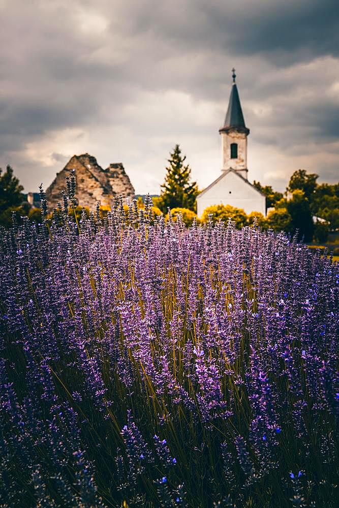 Common lavender (Lavandula angustifolia) farm with a church in the background and the sunset. flowering lavender, Doergicse at Lake Balaton, Balaton, Hungary, Europe