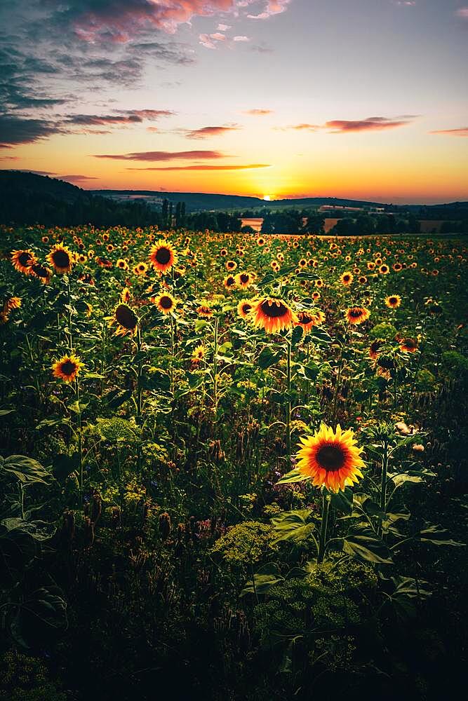 Sunflower, Common sunflower, field in the sunset, Hesse, Germany, Europe