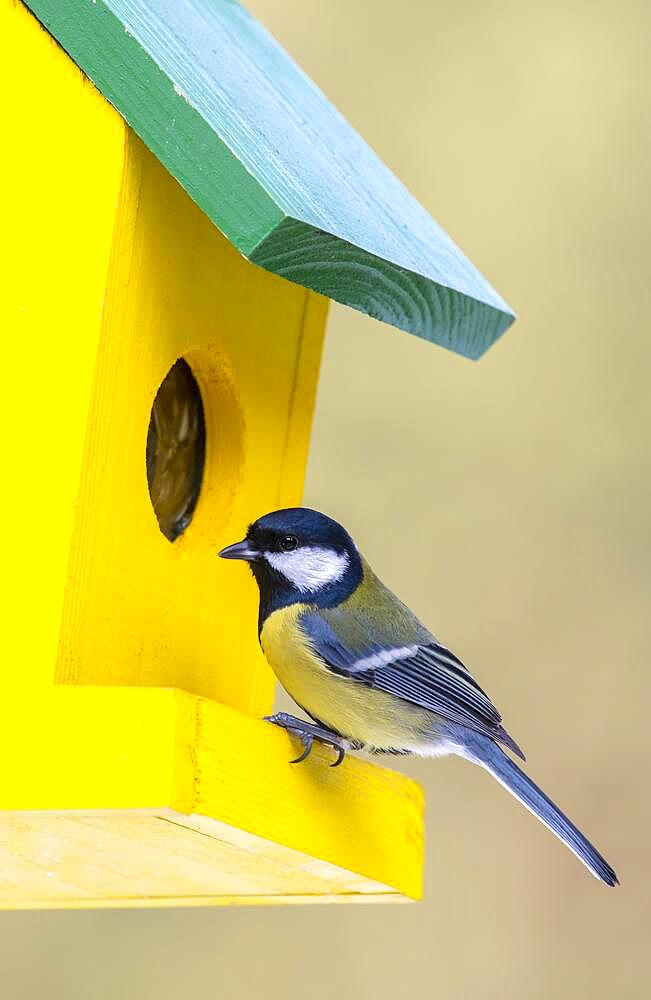 Great tit (Parus major), sitting at a feeder, Terfens, Tyrol, Austria, Europe