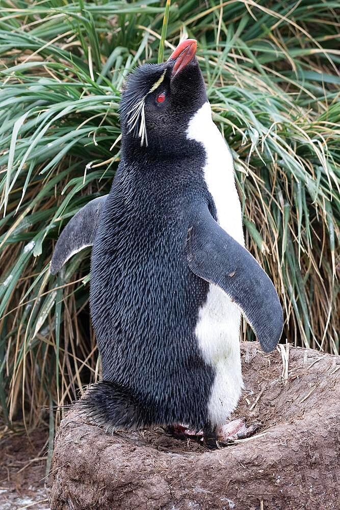 Southern rockhopper penguin (Eudyptes chrysocome), West Point, Falkland Islands, South America