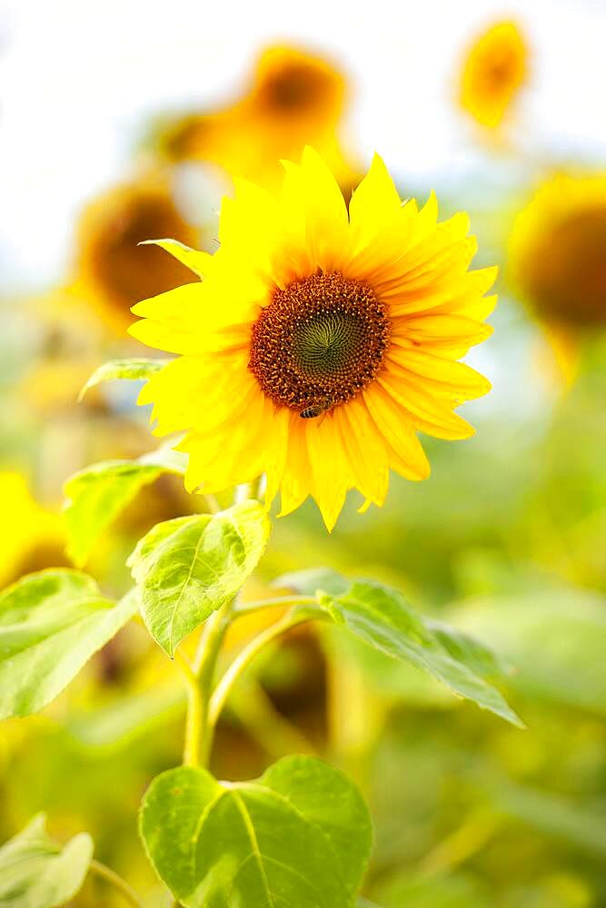 Sunflowers (Helianthus annuus), bee, Baden-Wuerttemberg, Germany, Europe